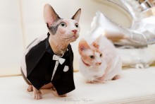 Cat's wedding! / ***