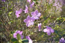 Labrador tea blooms / ***