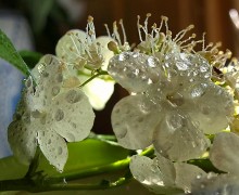 Droplets of summer ... / http://www.youtube.com/watch?v=irSosvhDCYA