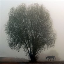 A horse and a tree / *****