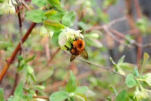 Bumblebee in May / 10.05.11
