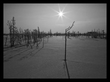 Tundra: an endless landscape / ***