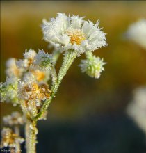Chamomile / ***