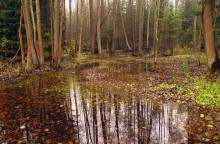 Morning in the autumn forest / ________