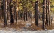 In the pine forest. / ***