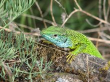 lizard lacerta agilis) / ***