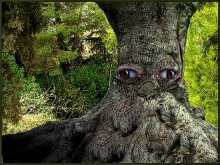 Treefolk / ***********