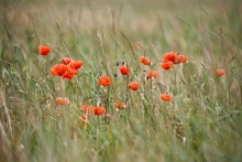 Poppies 3d / ***