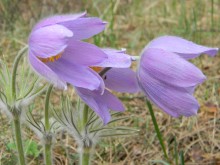 Pasque-flower / ***