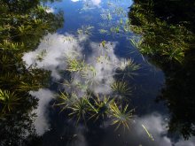 The clouds caught in the grass ... / ***