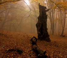 Crimean Autumn Forest / ***