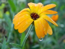 Utro.Mokraya calendula. / ***