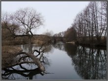 Submerged tree / ***