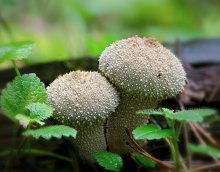 We are well in place / Lycoperdon