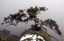 Crimean bonsai / ***