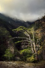 The tentacles of the mountains / ***