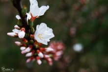 Flowering Cherry / ***