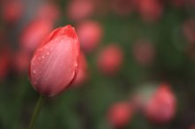 Tulip / .........