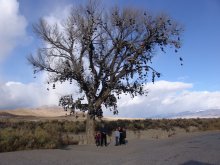 Shoe Tree / ***