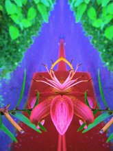 the other side of the flower / ***