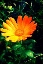 last flower .... / ***