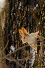 A curious squirrel / ...