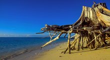 Bird Island beach / ***