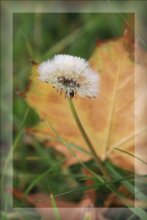 Last dandelions / ***