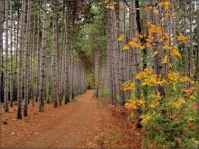 Ganaraska .. 10 / Ganaraska Forest, Ontario