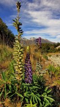 Flora of New Zealand / ***