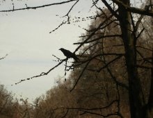 Anticipation of winter / ***