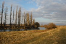 Poplars / ***