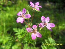 gentle - pink / ***