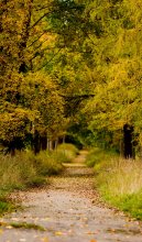 Park in autumn / ***