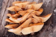 The Chinese Pagoda / ***