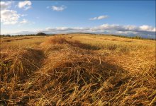 You smell the hay? / ***