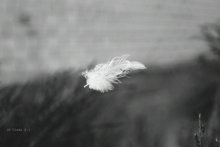 A small feather. / ***