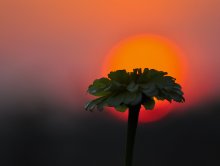 Flower and sunset / ***