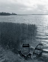 Meeting in the reeds. / ***