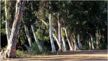 Morning in the Eucalyptus forest / ************