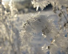 Winter Meadow / ***