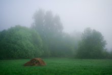 Foggy morning with cherry blossoms / ***