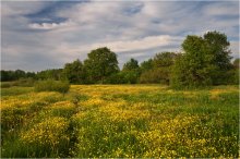 About the buttercups / ***