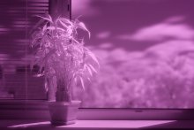Indoor bamboo in infrared light / ***