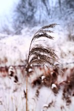 Reed in the wind / ***