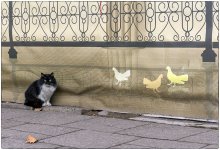 The Cat and the Pigeons / ***