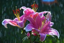 Summer rain ... / ***