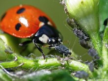 Lunch ladybug / ***