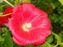 Mallow / ***