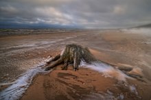 of a convenient tree stump .... / Baltica